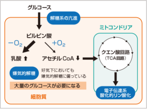 図2　癌細胞におけるワールブルグ効果